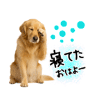 ゴールデンレトリバー★毎日使える家族連絡（個別スタンプ：2）