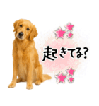 ゴールデンレトリバー★毎日使える家族連絡（個別スタンプ：4）