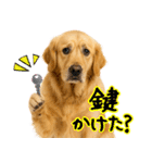 ゴールデンレトリバー★毎日使える家族連絡（個別スタンプ：7）