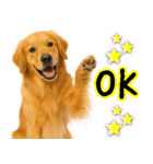ゴールデンレトリバー★毎日使える家族連絡（個別スタンプ：9）