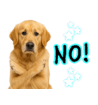 ゴールデンレトリバー★毎日使える家族連絡（個別スタンプ：10）