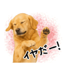 ゴールデンレトリバー★毎日使える家族連絡（個別スタンプ：14）