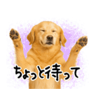 ゴールデンレトリバー★毎日使える家族連絡（個別スタンプ：15）