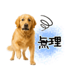 ゴールデンレトリバー★毎日使える家族連絡（個別スタンプ：16）