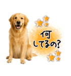 ゴールデンレトリバー★毎日使える家族連絡（個別スタンプ：18）