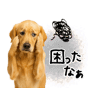 ゴールデンレトリバー★毎日使える家族連絡（個別スタンプ：22）