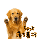 ゴールデンレトリバー★毎日使える家族連絡（個別スタンプ：24）