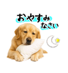 ゴールデンレトリバー★毎日使える家族連絡（個別スタンプ：32）