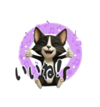 うるうる瞳の白黒ネコちゃん（個別スタンプ：20）