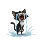 うるうる瞳の白黒ネコちゃん（個別スタンプ：27）