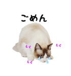 りゅうちゃんの可愛いスタンプです！（個別スタンプ：2）