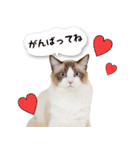 りゅうちゃんの可愛いスタンプです！（個別スタンプ：4）