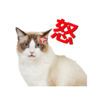 りゅうちゃんの可愛いスタンプです！（個別スタンプ：6）