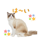 りゅうちゃんの可愛いスタンプです！（個別スタンプ：7）