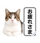 リアルなキジトラ・キジ白猫で挨拶しよ 2（個別スタンプ：1）