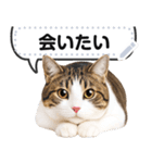 リアルなキジトラ・キジ白猫で挨拶しよ 2（個別スタンプ：2）