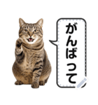 リアルなキジトラ・キジ白猫で挨拶しよ 2（個別スタンプ：3）