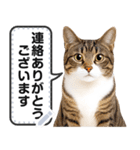 リアルなキジトラ・キジ白猫で挨拶しよ 2（個別スタンプ：5）