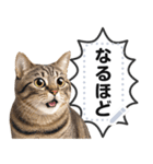 リアルなキジトラ・キジ白猫で挨拶しよ 2（個別スタンプ：6）