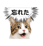 リアルなキジトラ・キジ白猫で挨拶しよ 2（個別スタンプ：7）
