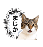 リアルなキジトラ・キジ白猫で挨拶しよ 2（個別スタンプ：8）