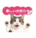 リアルなキジトラ・キジ白猫で挨拶しよ 2（個別スタンプ：9）