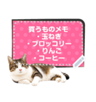 リアルなキジトラ・キジ白猫で挨拶しよ 2（個別スタンプ：10）