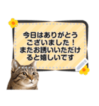 リアルなキジトラ・キジ白猫で挨拶しよ 2（個別スタンプ：11）