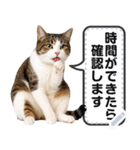 リアルなキジトラ・キジ白猫で挨拶しよ 2（個別スタンプ：13）