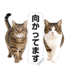 リアルなキジトラ・キジ白猫で挨拶しよ 2（個別スタンプ：14）