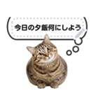 リアルなキジトラ・キジ白猫で挨拶しよ 2（個別スタンプ：15）