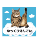 リアルなキジトラ・キジ白猫で挨拶しよ 2（個別スタンプ：16）