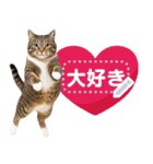 リアルなキジトラ・キジ白猫で挨拶しよ 2（個別スタンプ：17）