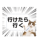 リアルなキジトラ・キジ白猫で挨拶しよ 2（個別スタンプ：19）