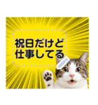 リアルなキジトラ・キジ白猫で挨拶しよ 2（個別スタンプ：20）