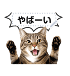 リアルなキジトラ・キジ白猫で挨拶しよ 2（個別スタンプ：21）