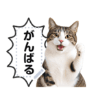 リアルなキジトラ・キジ白猫で挨拶しよ 2（個別スタンプ：22）