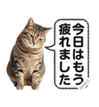 リアルなキジトラ・キジ白猫で挨拶しよ 2（個別スタンプ：23）