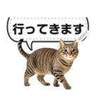 リアルなキジトラ・キジ白猫で挨拶しよ 2（個別スタンプ：24）