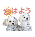 リンちゃんミクちゃんの可愛いスタンプ（個別スタンプ：1）