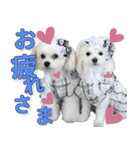 リンちゃんミクちゃんの可愛いスタンプ（個別スタンプ：5）