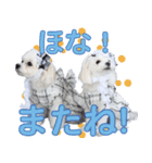 リンちゃんミクちゃんの可愛いスタンプ（個別スタンプ：8）