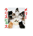 猫♥クリスマスツリー・ケーキ・リース（個別スタンプ：21）