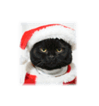 猫♥クリスマスツリー・ケーキ・リース（個別スタンプ：30）