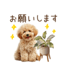 もふもふトイプードルの冬ごあいさつ（個別スタンプ：13）