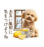 もふもふトイプードルの冬ごあいさつ（個別スタンプ：29）
