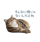 ちょっとだけ煽る猫ちゃん【面白い・ネタ】（個別スタンプ：2）