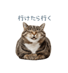 ちょっとだけ煽る猫ちゃん【面白い・ネタ】（個別スタンプ：3）