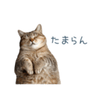 ちょっとだけ煽る猫ちゃん【面白い・ネタ】（個別スタンプ：10）