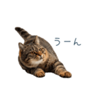 ちょっとだけ煽る猫ちゃん【面白い・ネタ】（個別スタンプ：11）